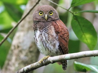 Birds Owlet ブラウン 0157 Chestnut-backed Owlet - Sri Lanka Endemic to Sri Lanka, this