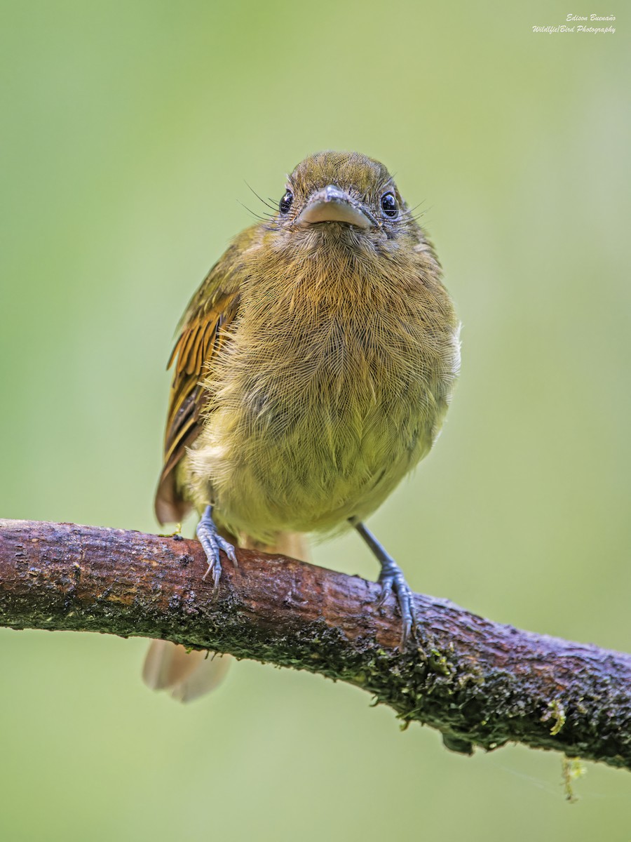 Fulvous-breasted Flatbill - ML621782473