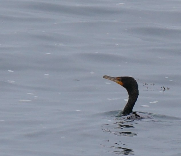 Cormorán Orejudo - ML621782516