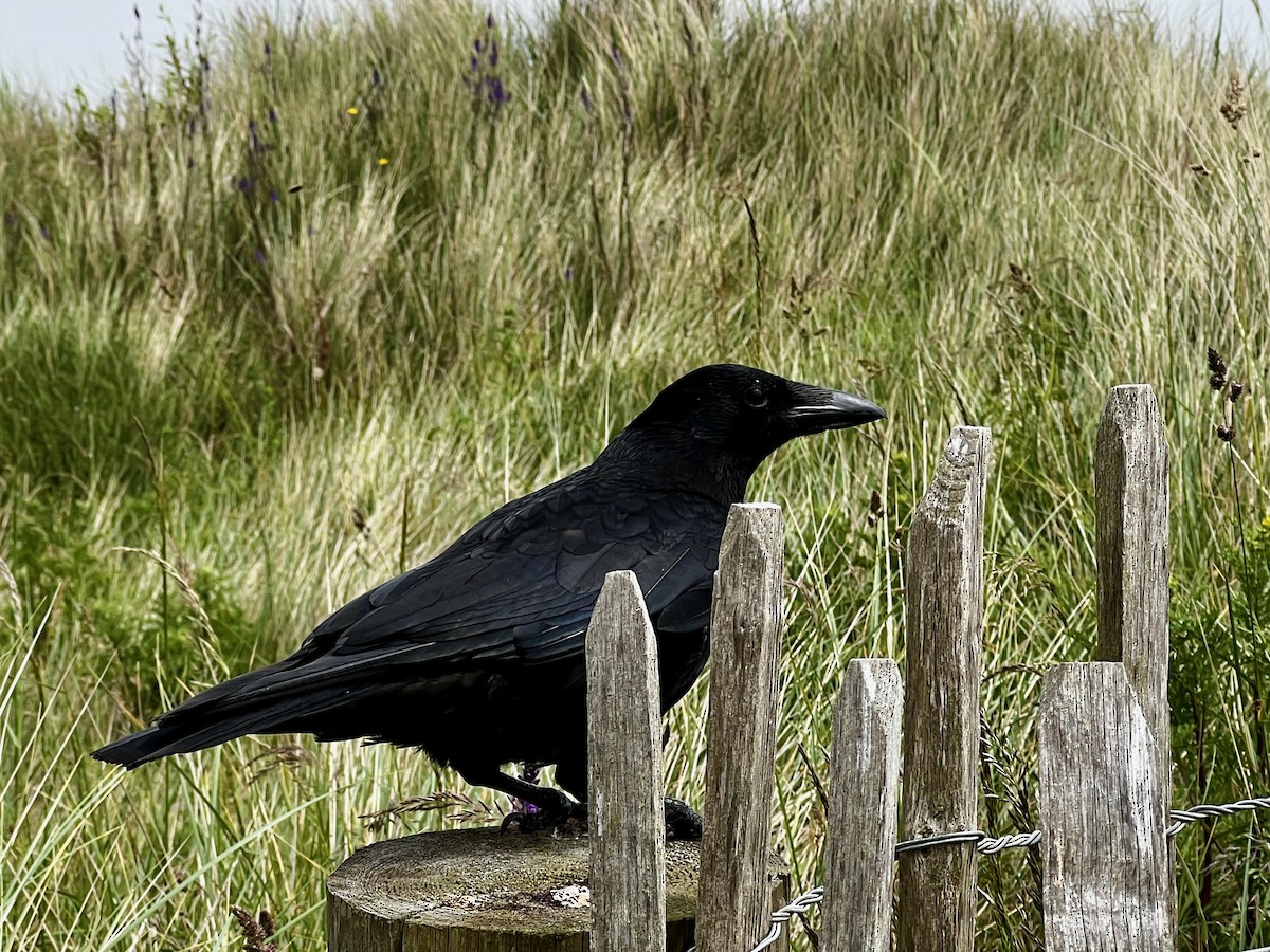 Carrion Crow - ML621782544