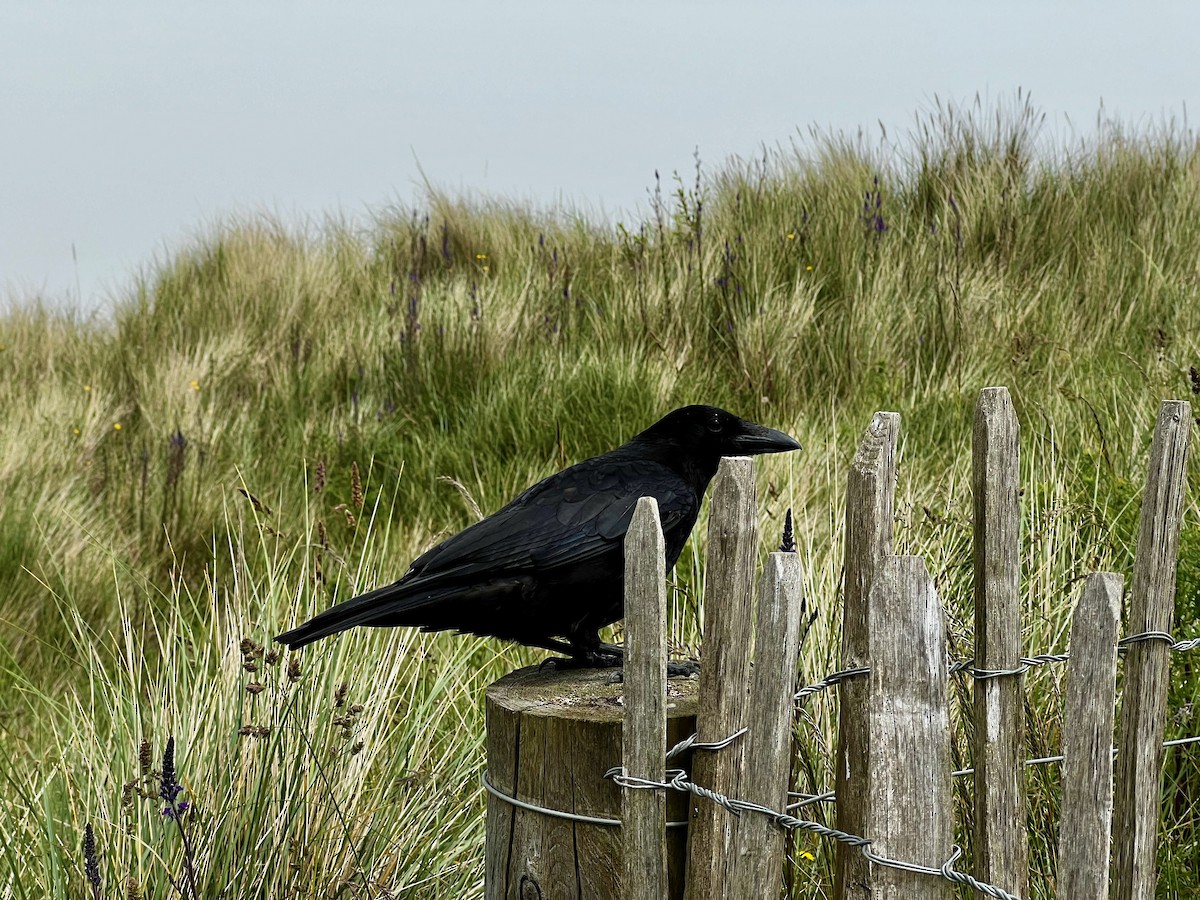 Carrion Crow - ML621782545