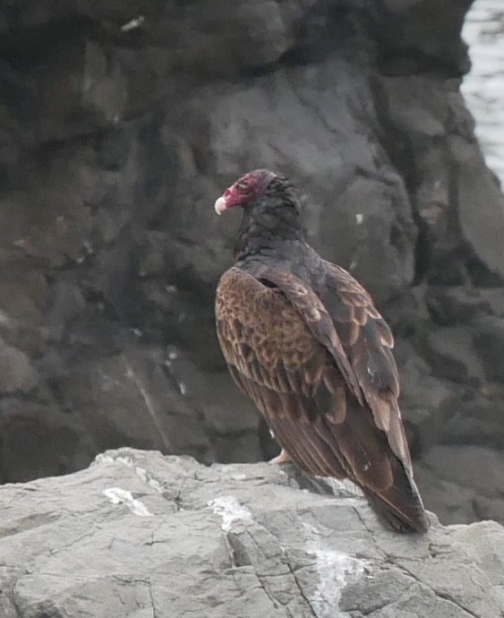 Turkey Vulture - ML621782547