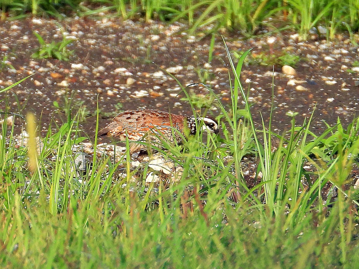 Northern Bobwhite - ML621782577