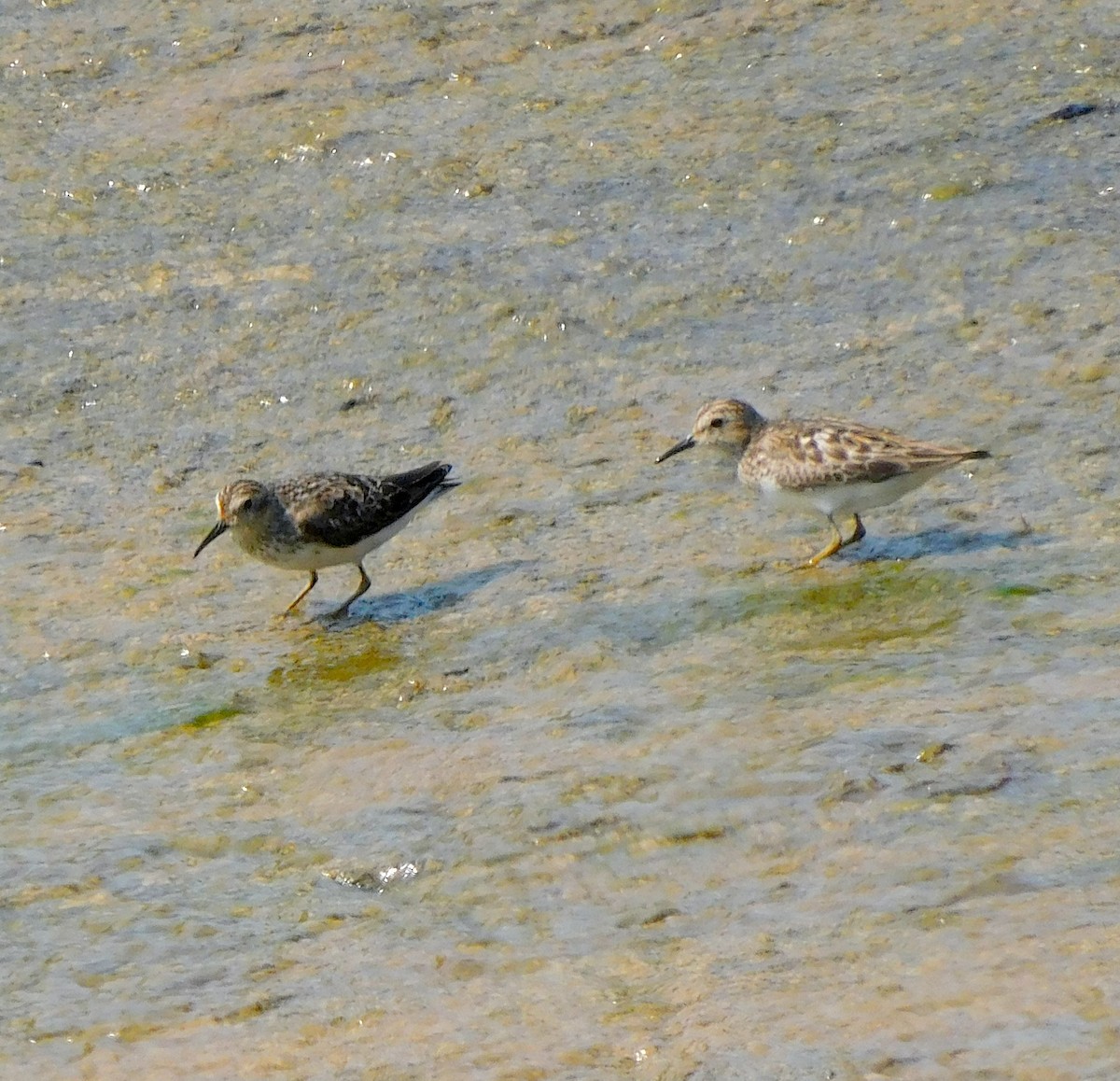 Least Sandpiper - ML621782585