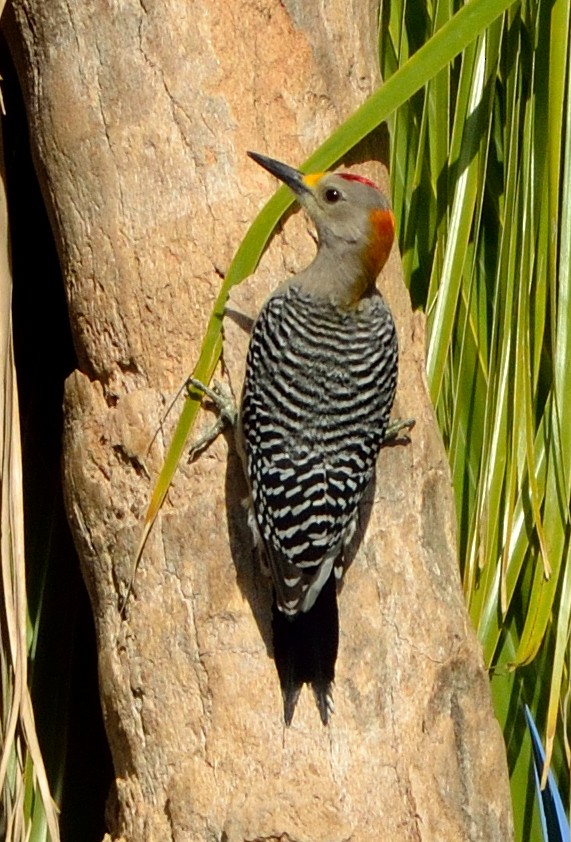 Golden-fronted Woodpecker (Northern) - ML621782600