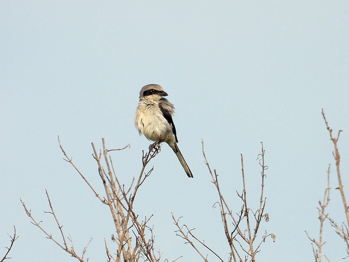 Loggerhead Shrike - ML621782604