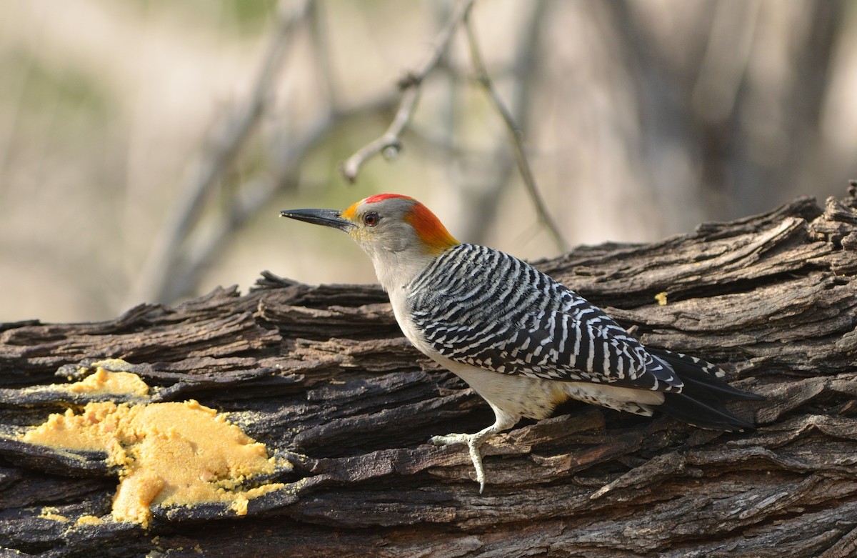 Golden-fronted Woodpecker (Northern) - ML621782605