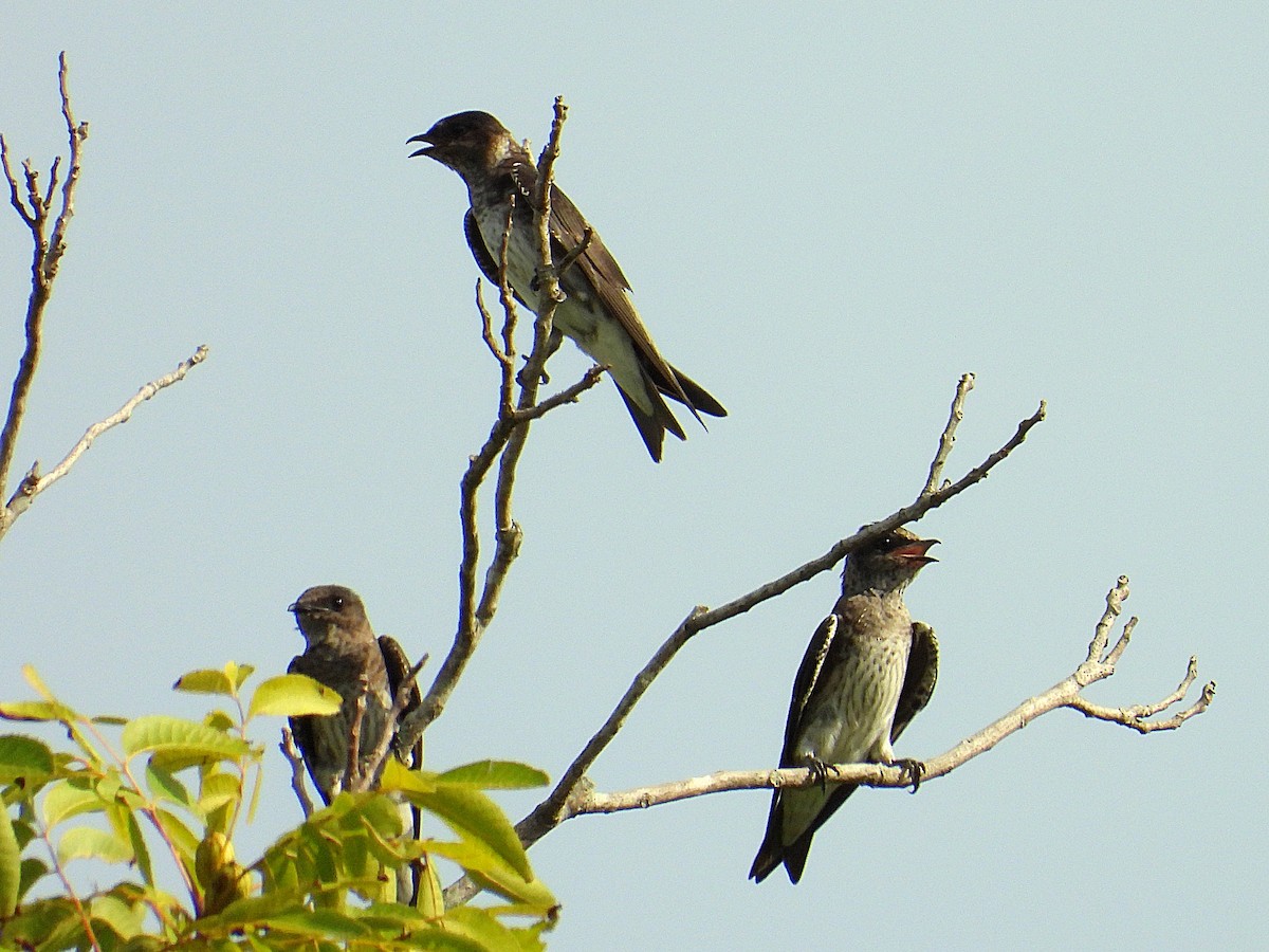 Purple Martin - ML621782618