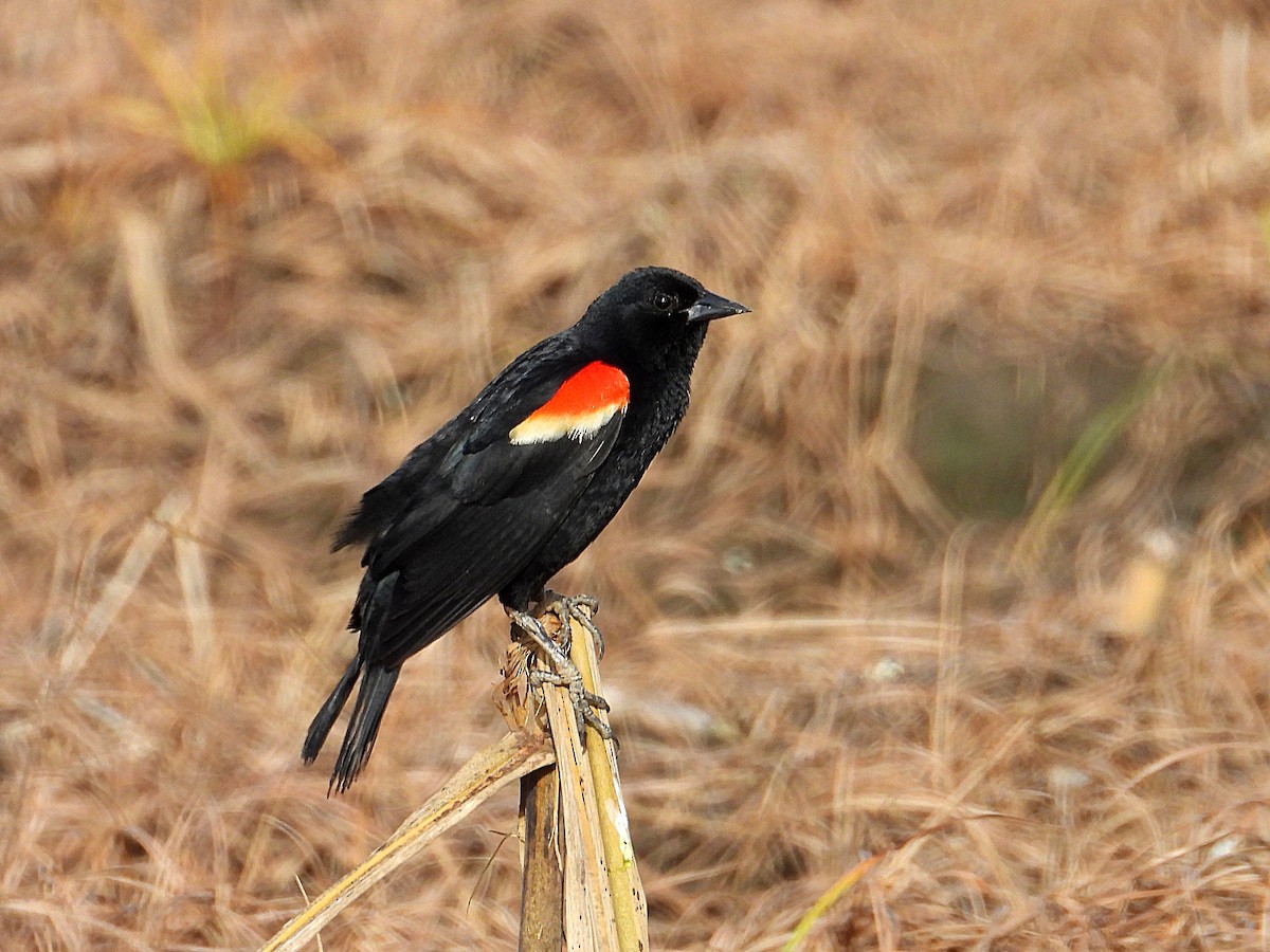 Red-winged Blackbird - ML621782634