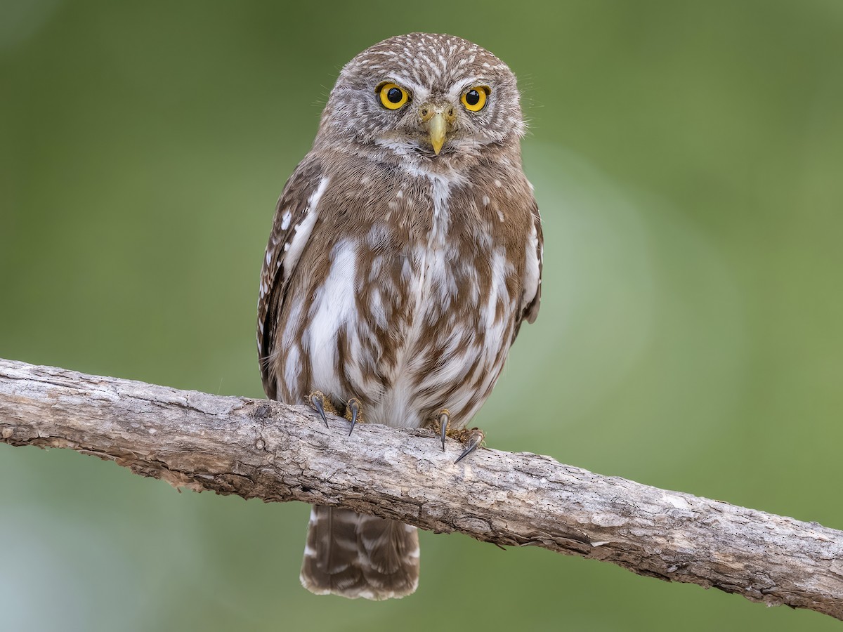 Ferruginous Pygmy-Owl