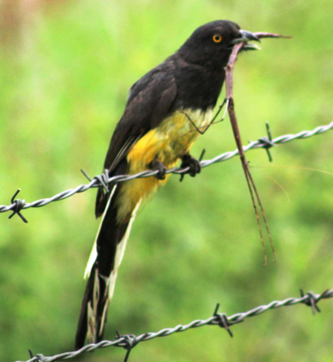 trogon žlutobřichý - ML621782826