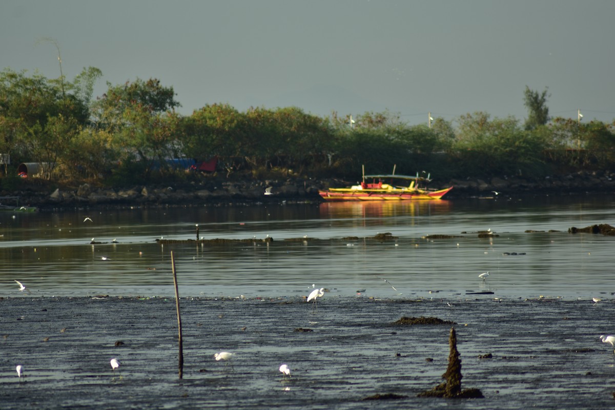 Great Egret - ML621782841