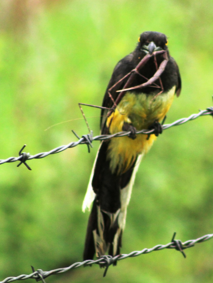 trogon žlutobřichý - ML621782844