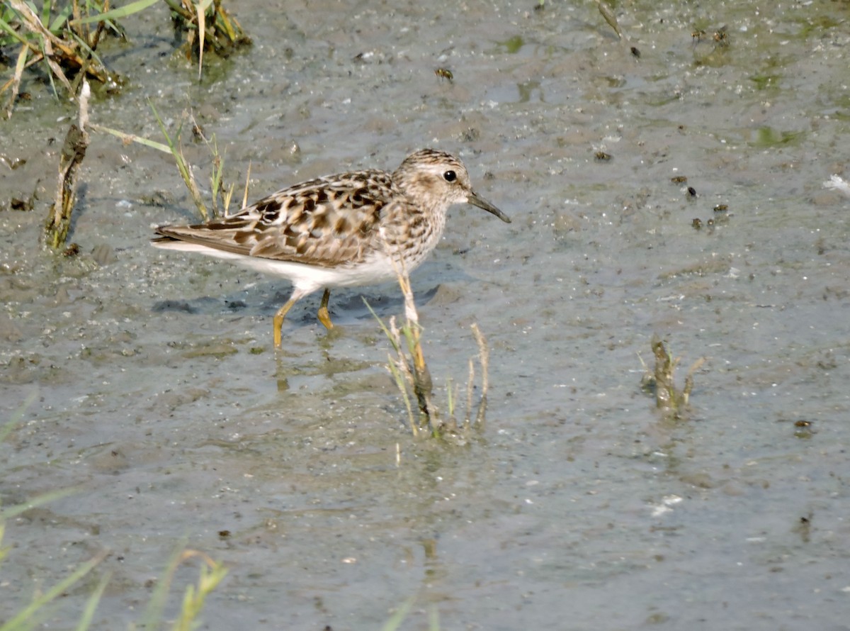 pygmésnipe - ML621782847