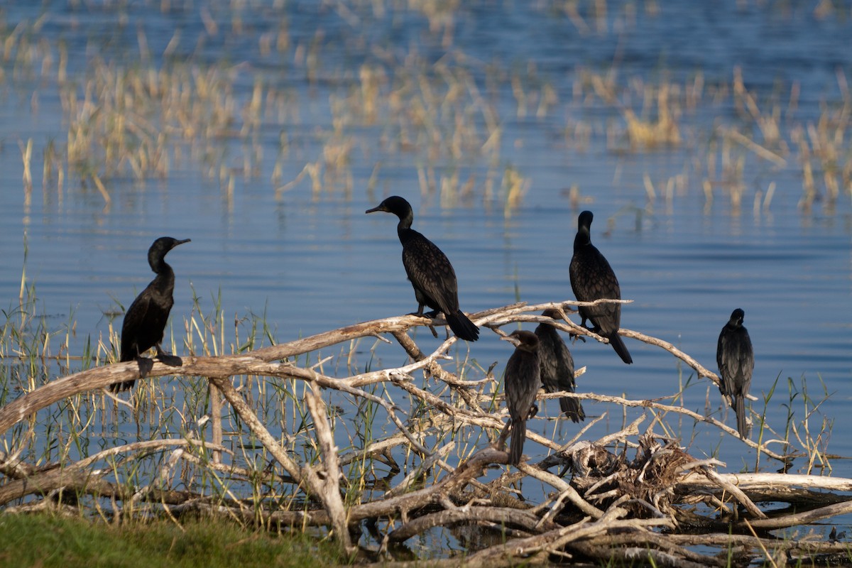 Cormorán de Java - ML621782864