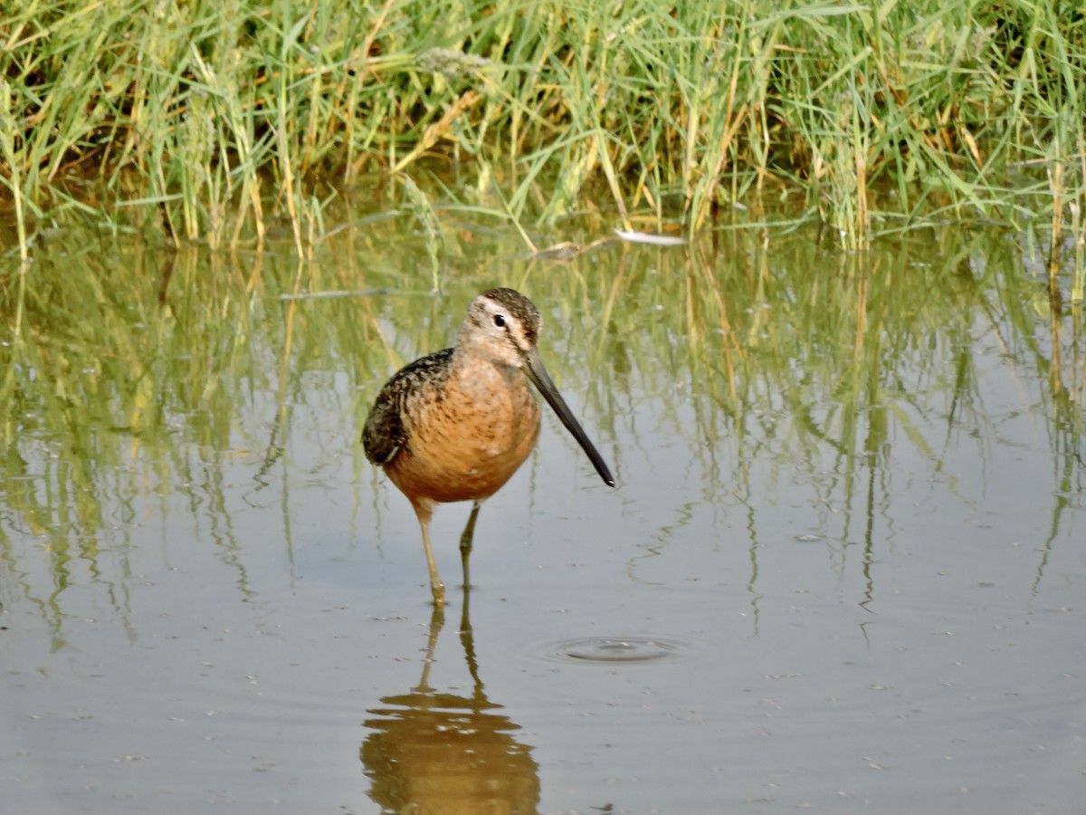 Long-billed Dowitcher - ML621782867