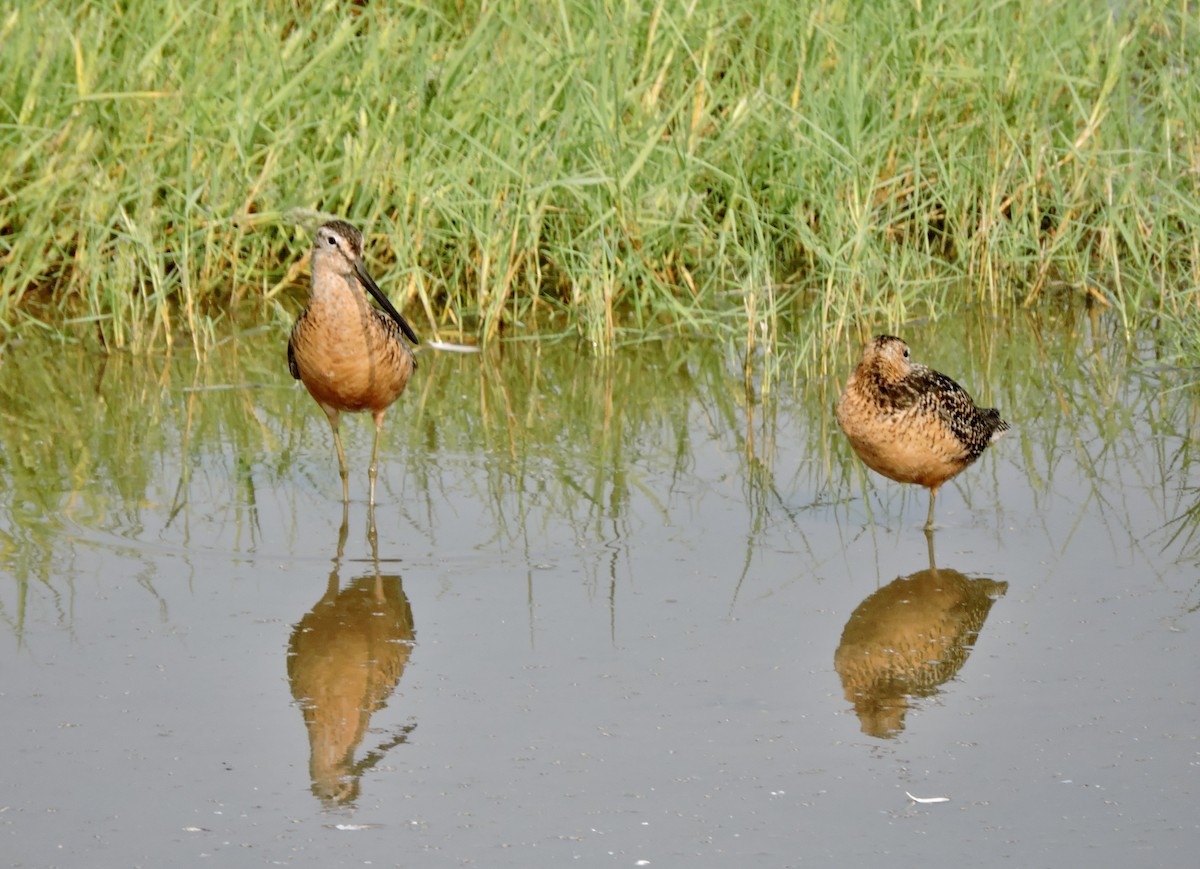 Long-billed Dowitcher - ML621782868