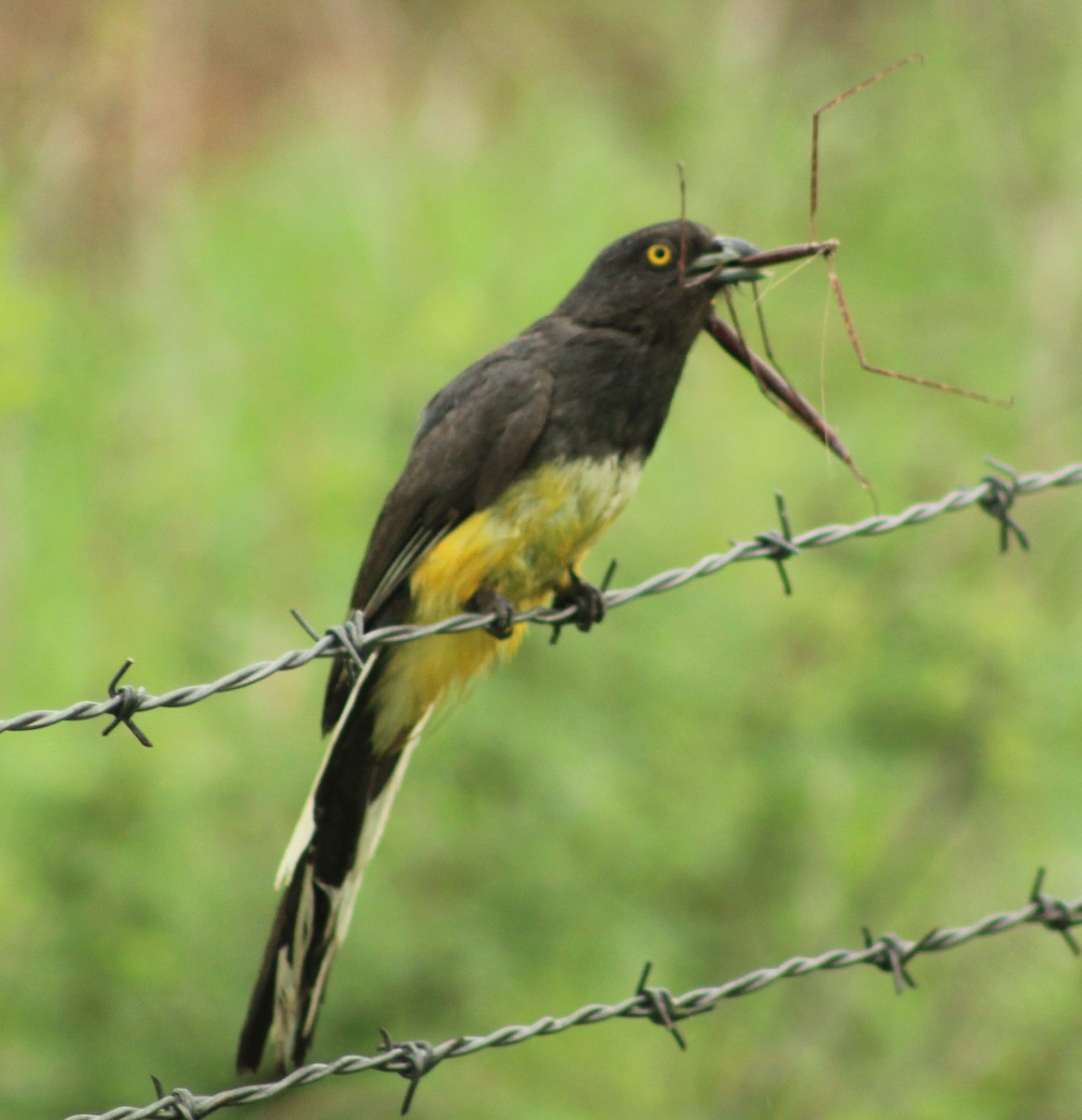 trogon žlutobřichý - ML621782880