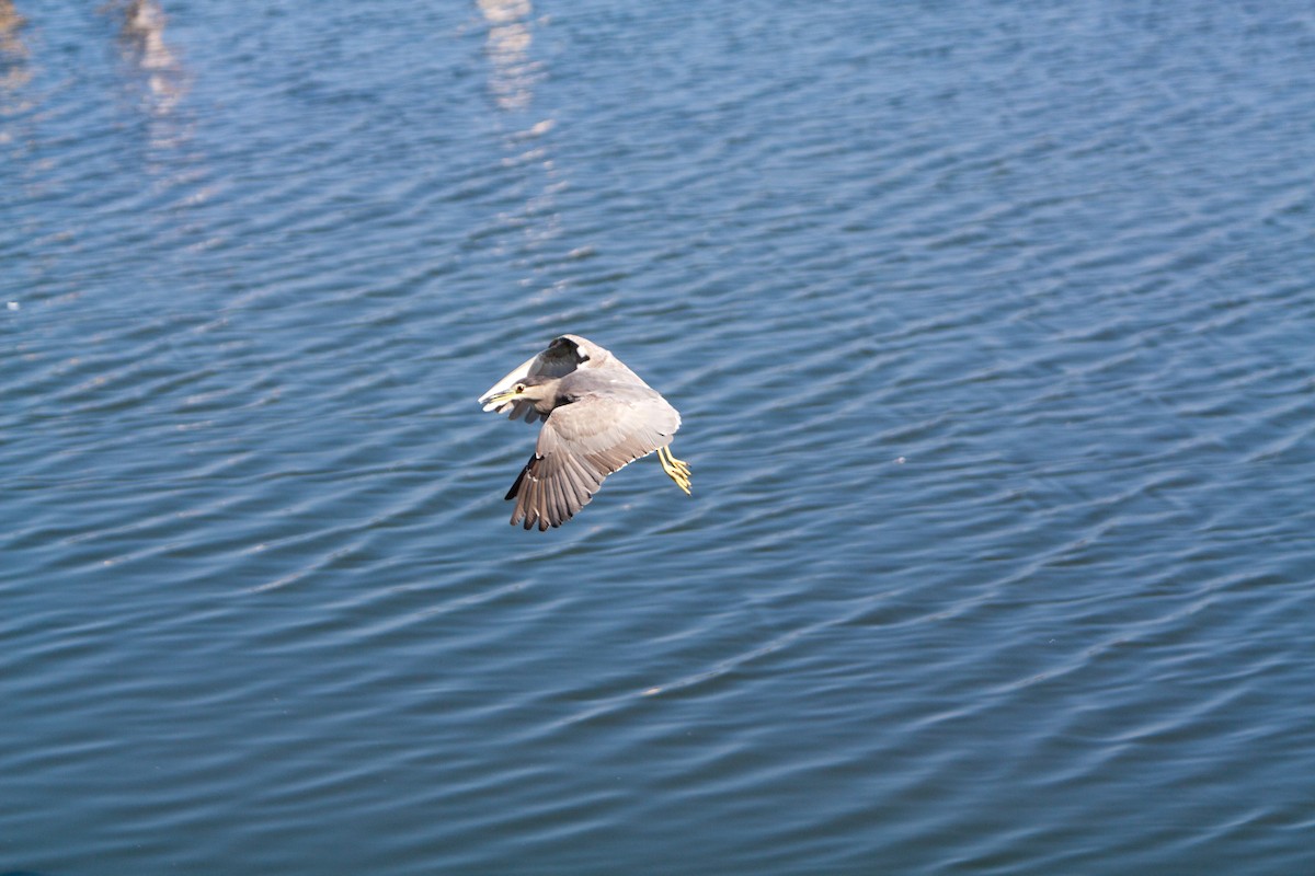 Black-crowned Night Heron - ML621782881