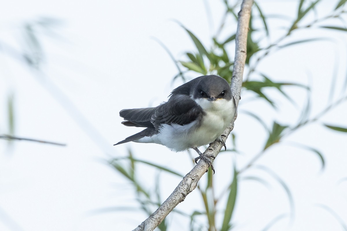 Tree Swallow - ML621782896