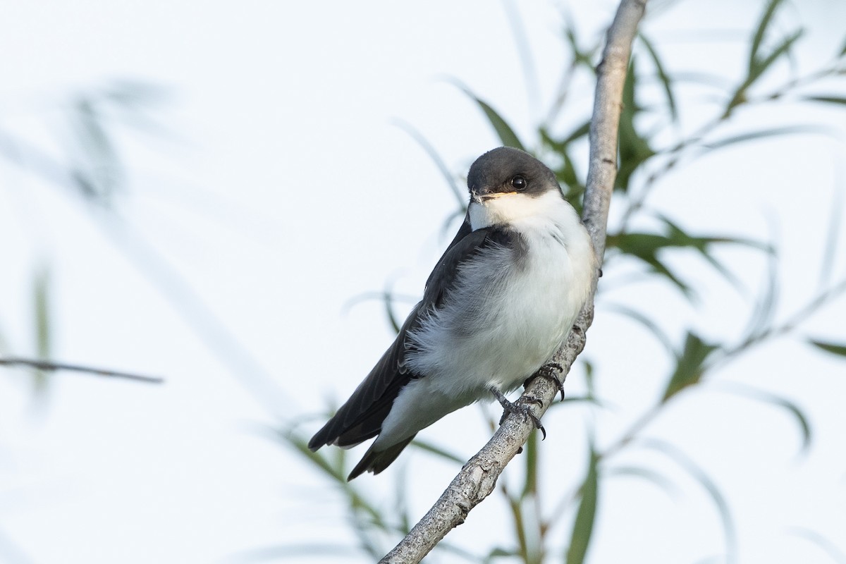 Tree Swallow - ML621782897