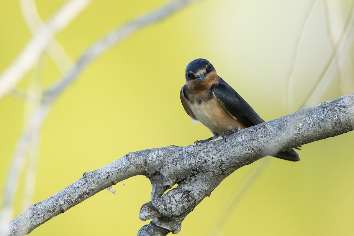 Barn Swallow - ML621782950