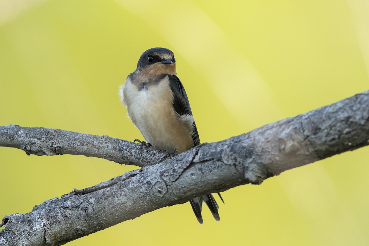 Barn Swallow - ML621782951