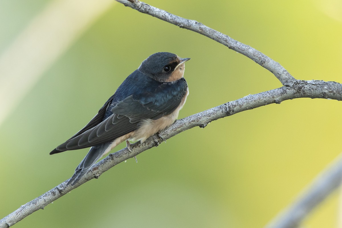 Barn Swallow - ML621782952