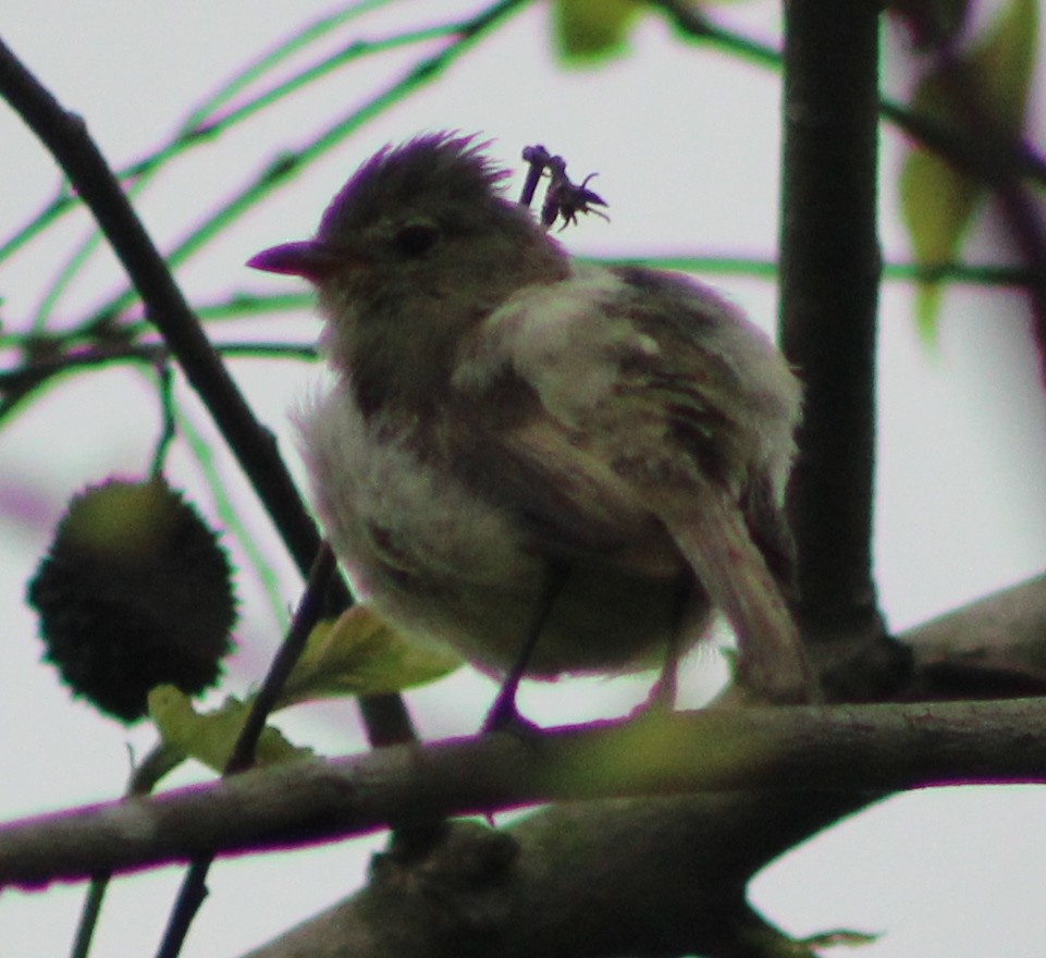 Northern Beardless-Tyrannulet - ML621782986