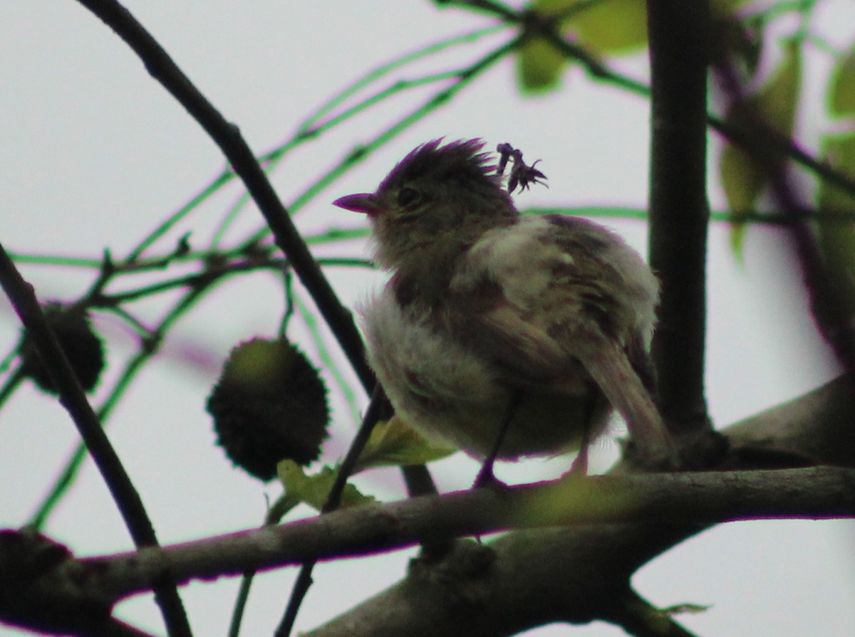 Northern Beardless-Tyrannulet - ML621782998