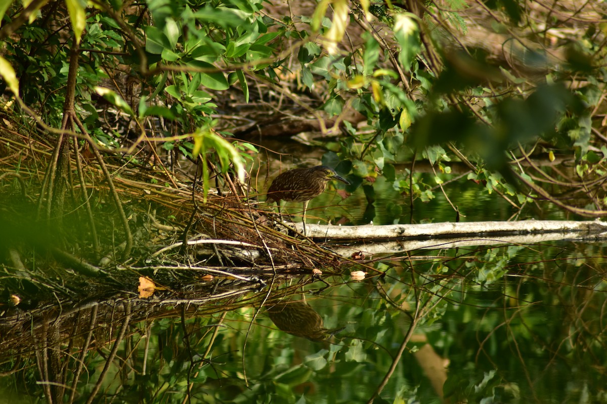 Nankeen Night Heron - ML621783006