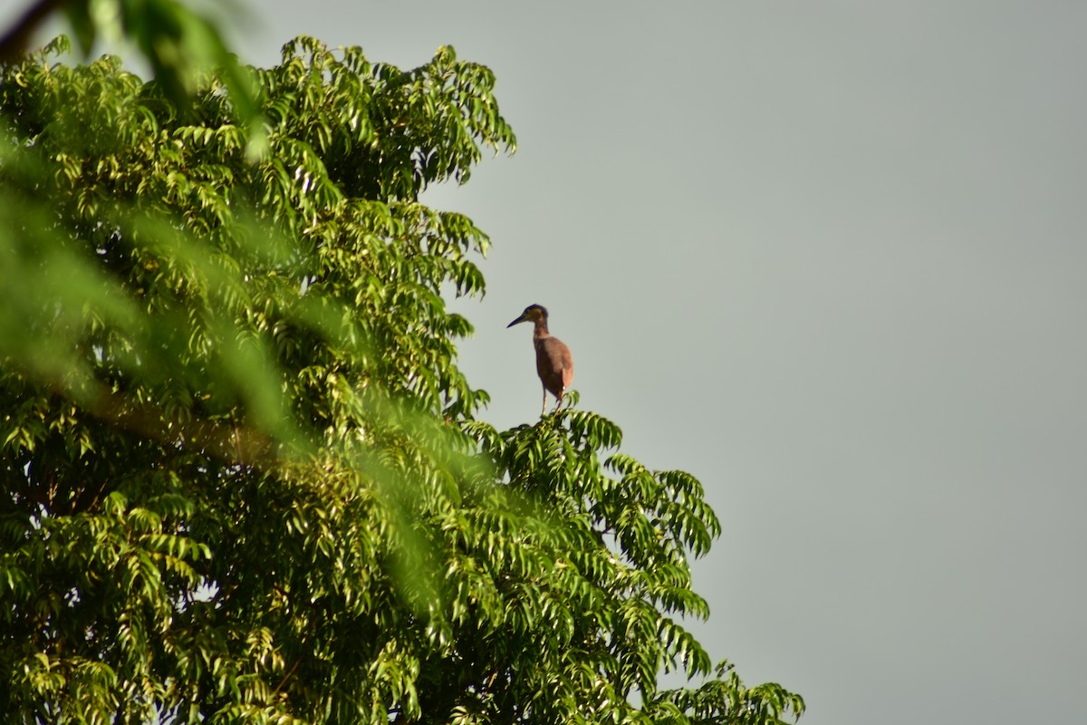 Nankeen Night Heron - ML621783007