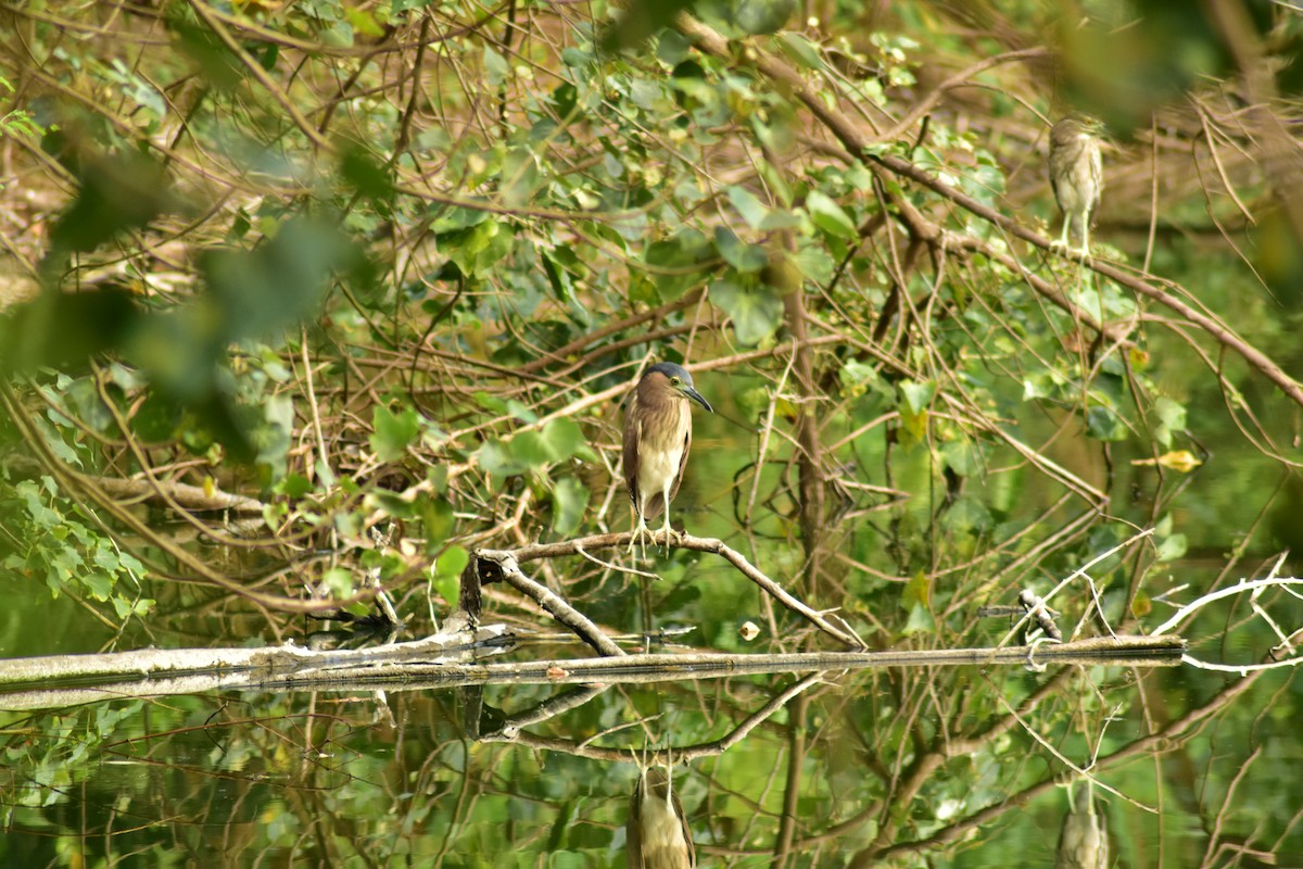 Nankeen Night Heron - ML621783008