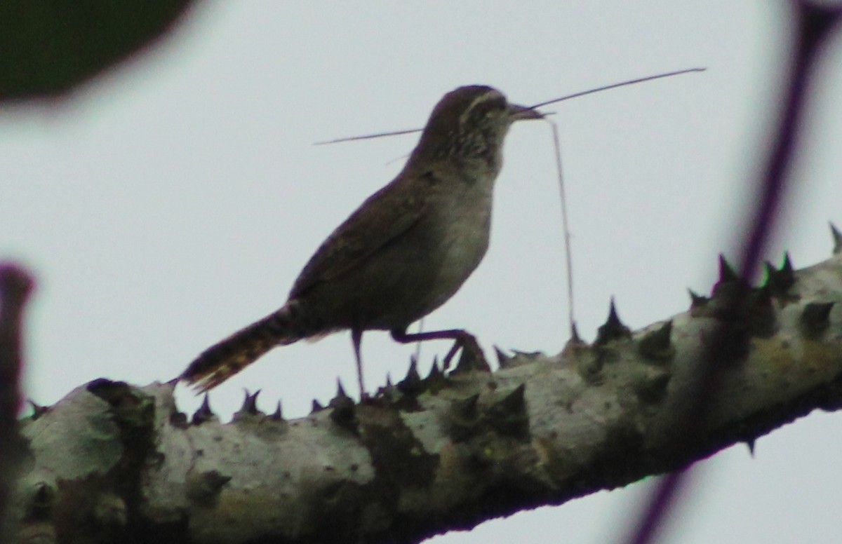 Sinaloa Wren - ML621783022