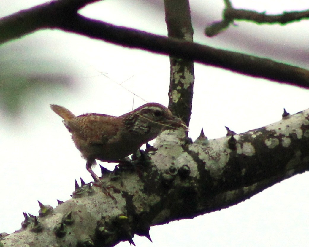 Sinaloa Wren - ML621783028