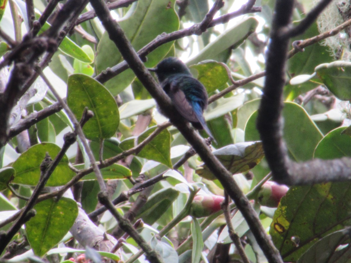 Long-tailed Sylph - Angie Paola Salazar