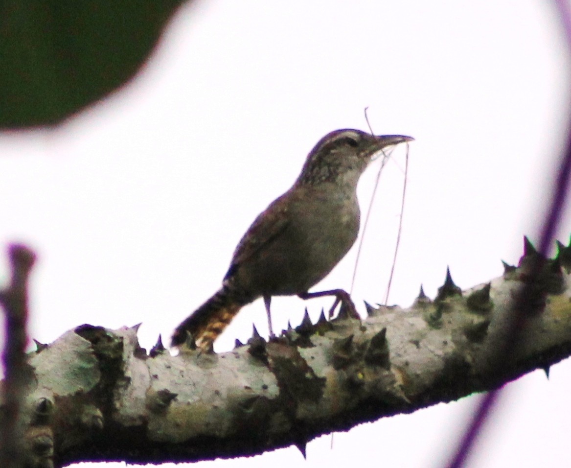 Sinaloa Wren - ML621783053