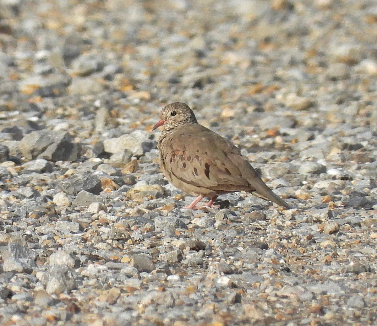 Common Ground Dove - ML621783069