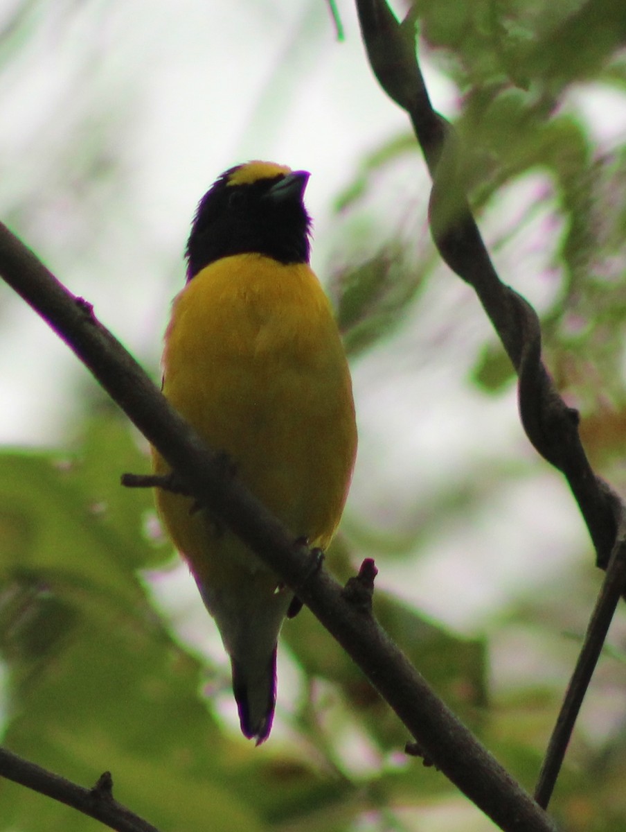 West Mexican Euphonia - juventino chavez