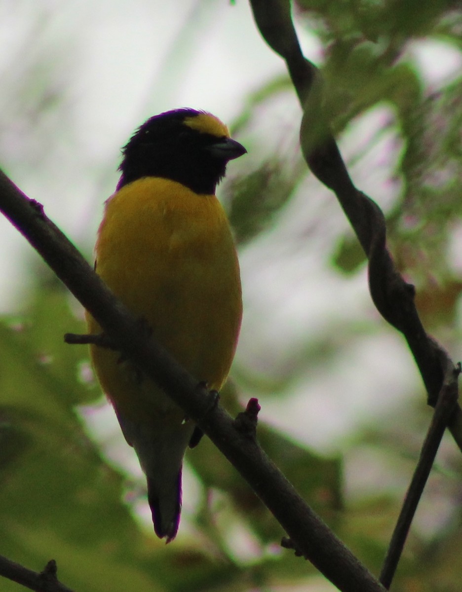 West Mexican Euphonia - ML621783090