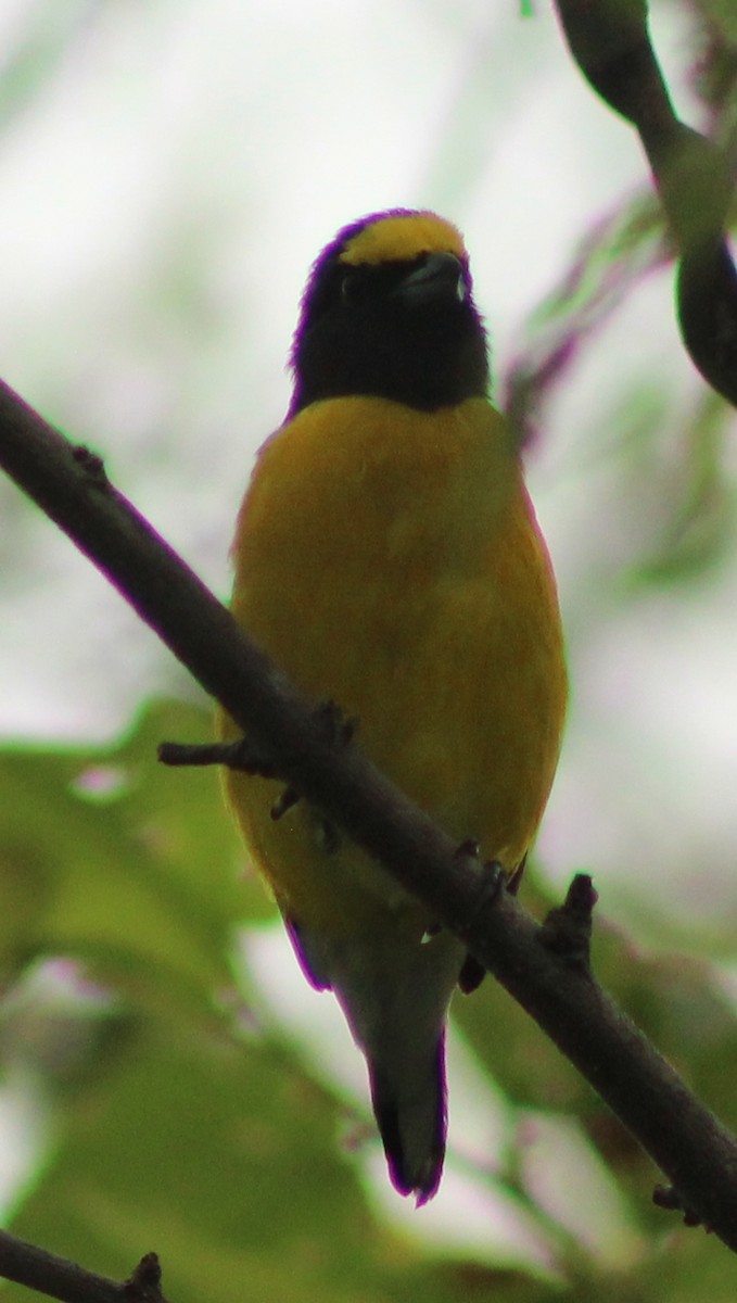 West Mexican Euphonia - ML621783117