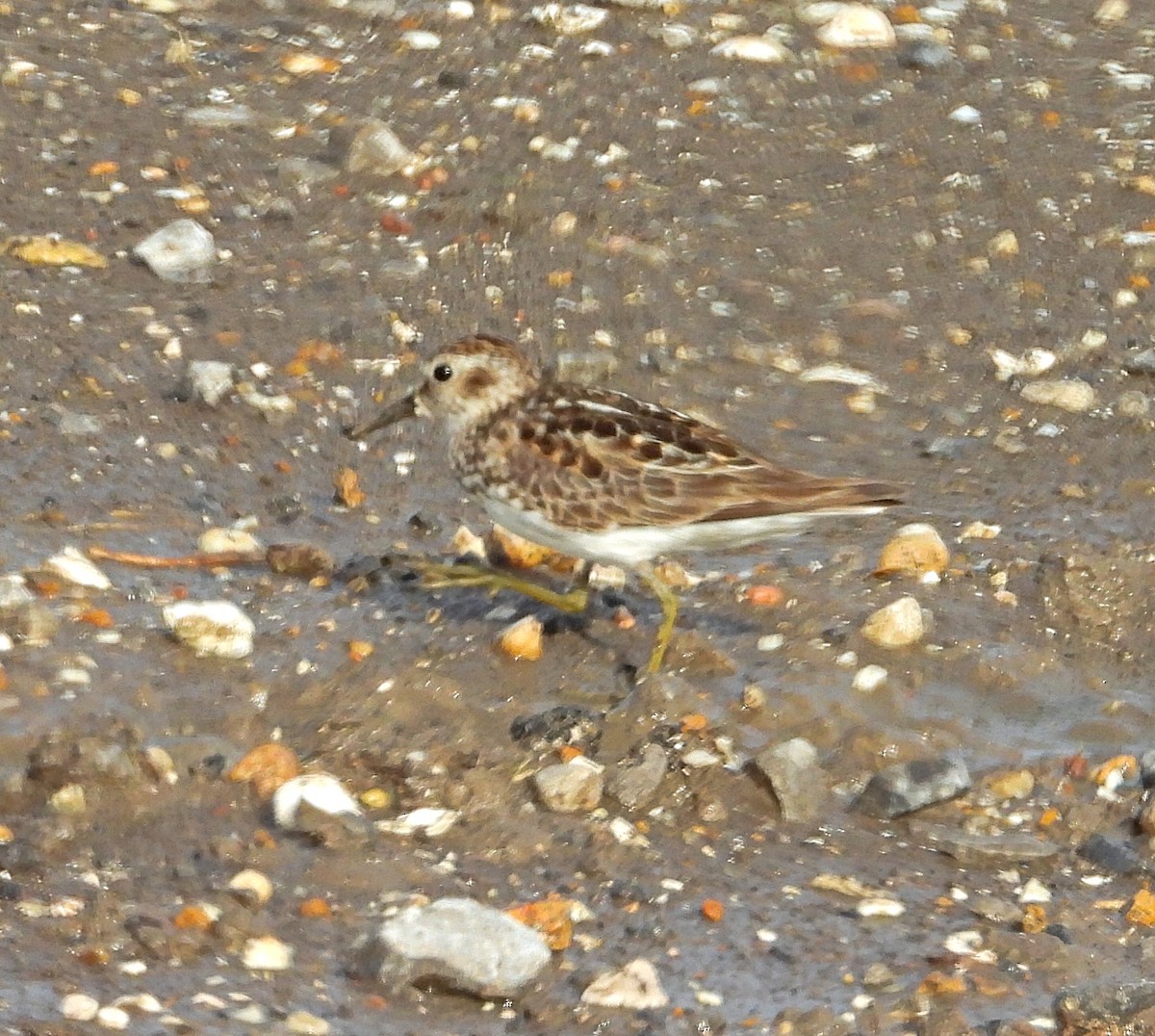 Least Sandpiper - ML621783144