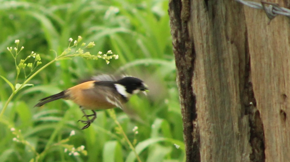 Cinnamon-rumped Seedeater - ML621783184