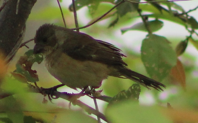 Cinnamon-rumped Seedeater - ML621783193