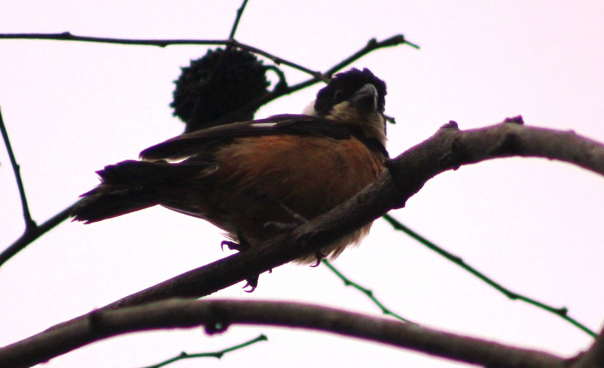 Cinnamon-rumped Seedeater - ML621783212