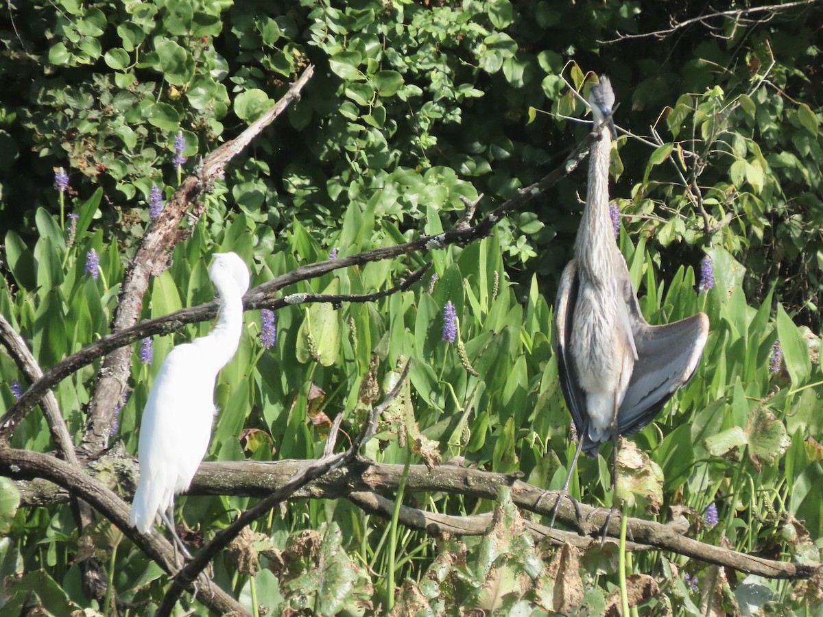 Great Blue Heron (Great Blue) - Gerry Hawkins