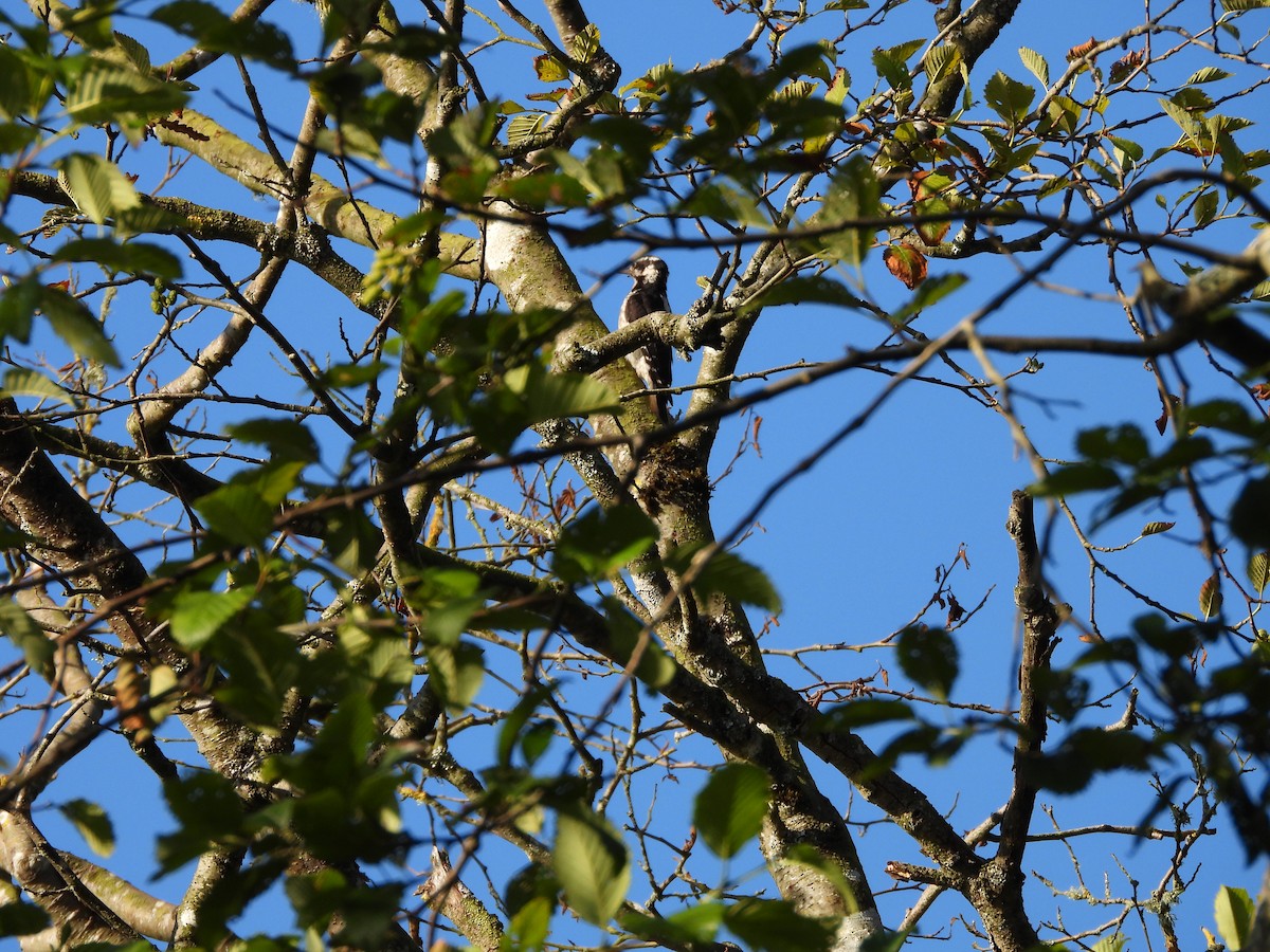 Hairy Woodpecker (Pacific) - ML621783283