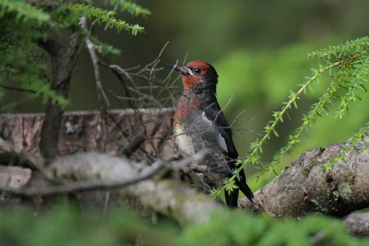 Red-breasted Sapsucker - ML621783298