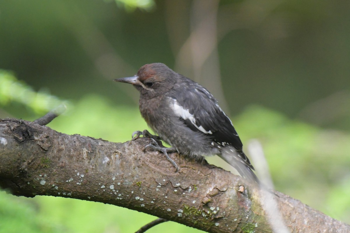 Red-breasted Sapsucker - ML621783299