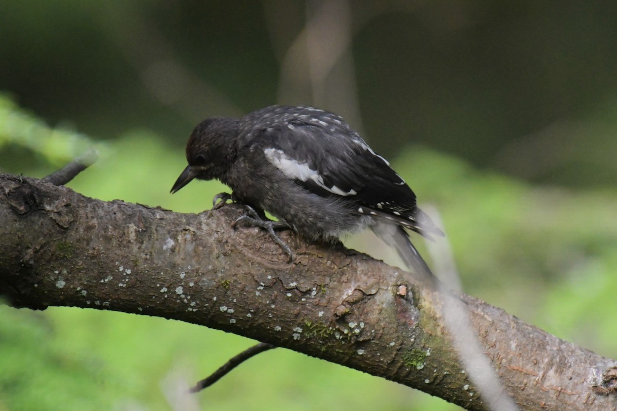 Red-breasted Sapsucker - ML621783300